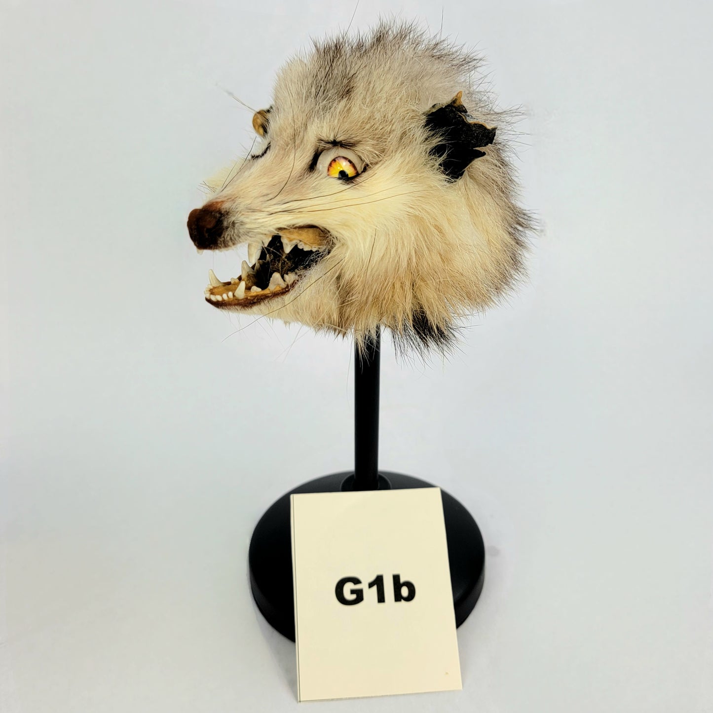 G1b Custom Anthropomorphic Opossum Doll Deposit