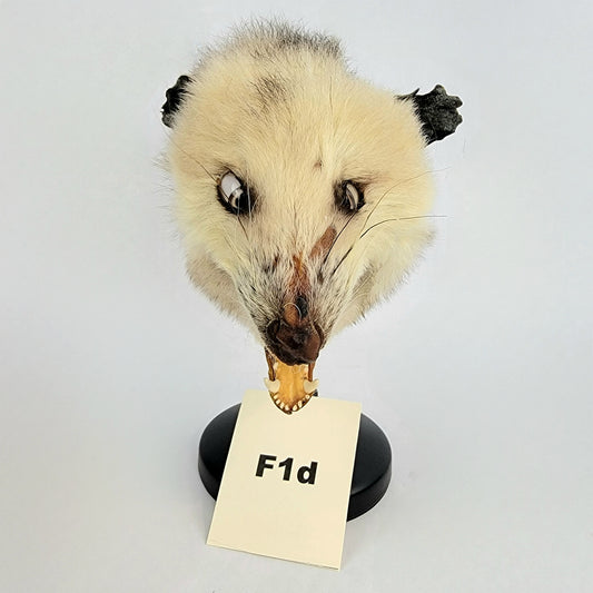F1d Custom Anthropomorphic Opossum Doll Deposit