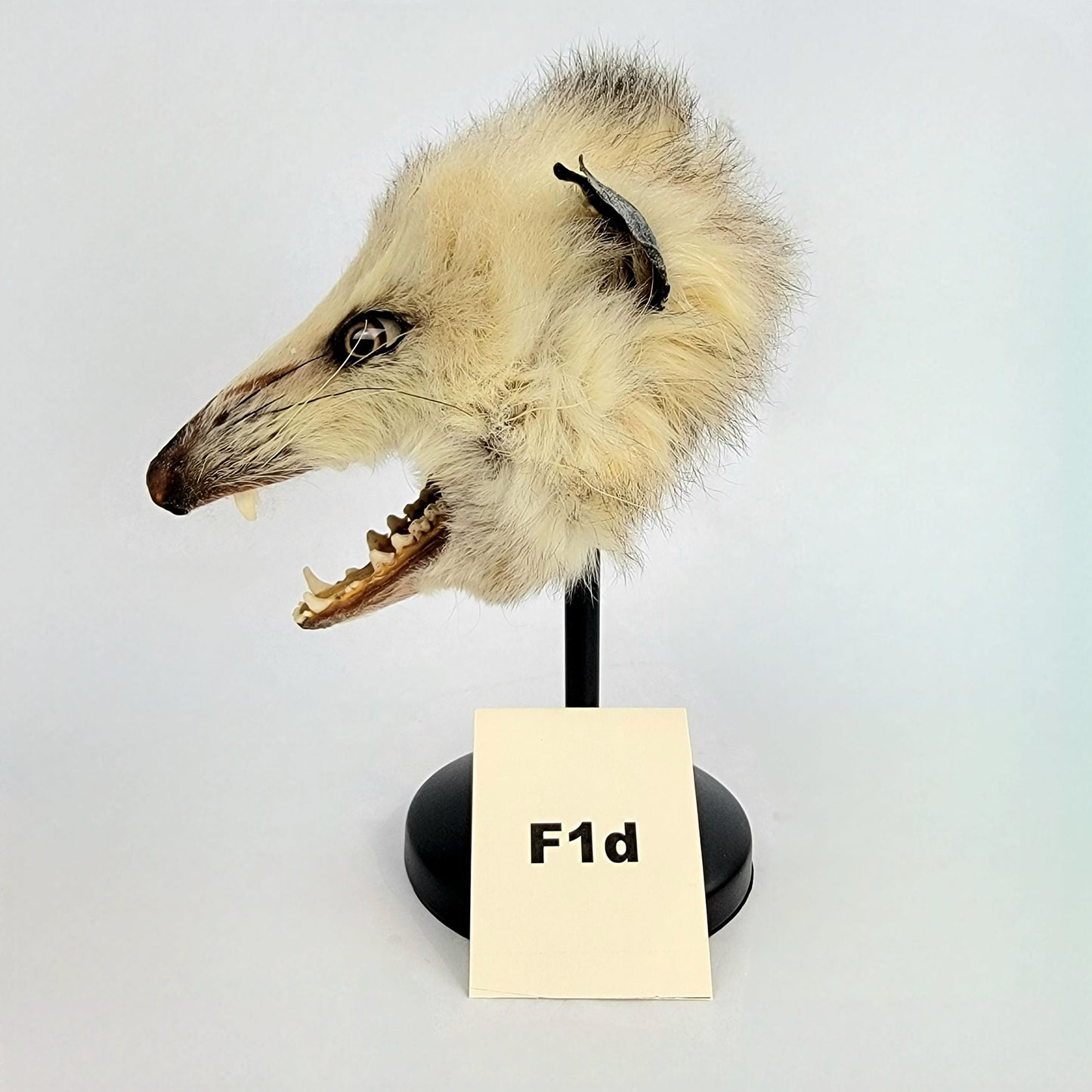 F1d Custom Anthropomorphic Opossum Doll Deposit