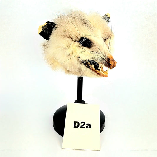 D2a Custom Anthropomorphic Opossum Doll Deposit