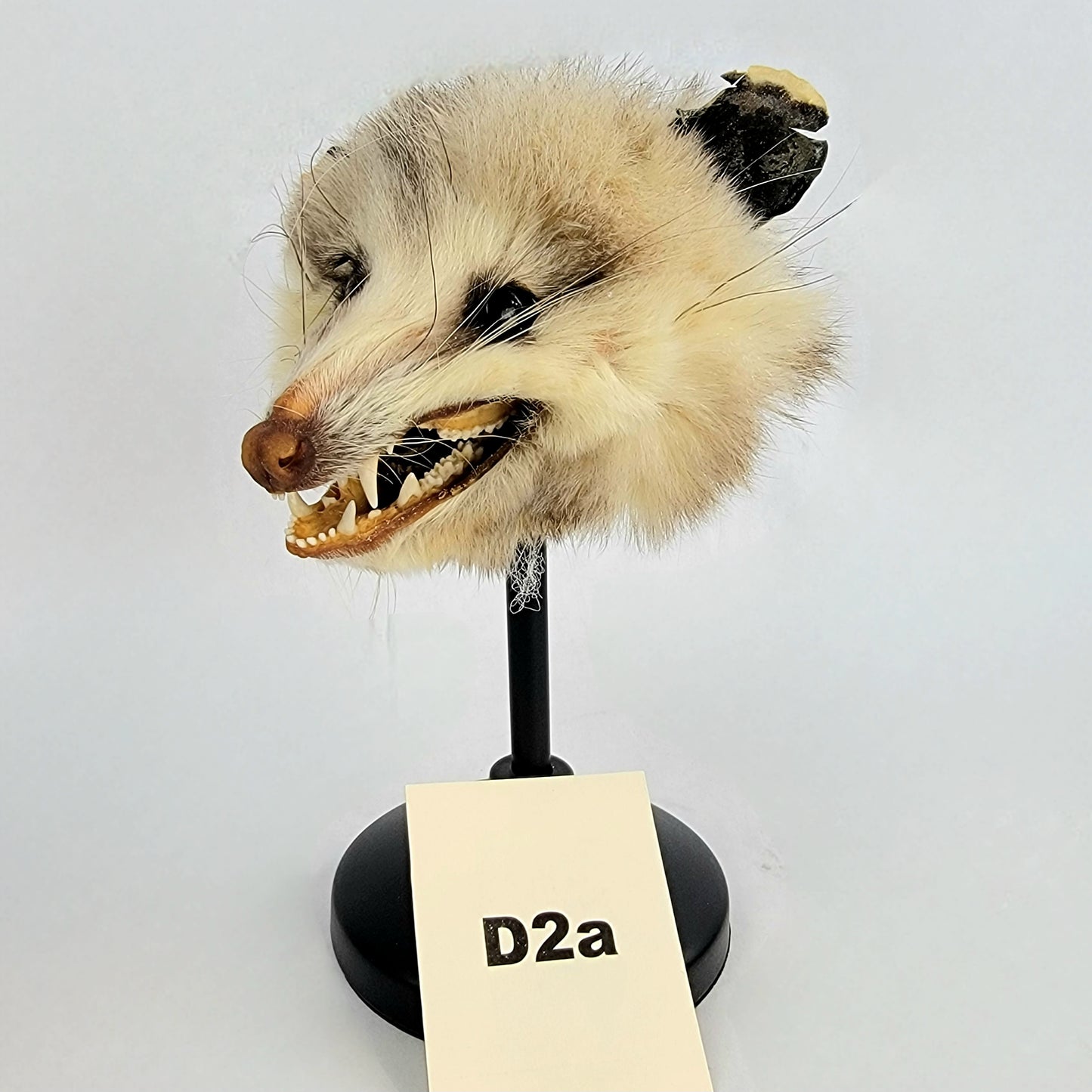 D2a Custom Anthropomorphic Opossum Doll Deposit