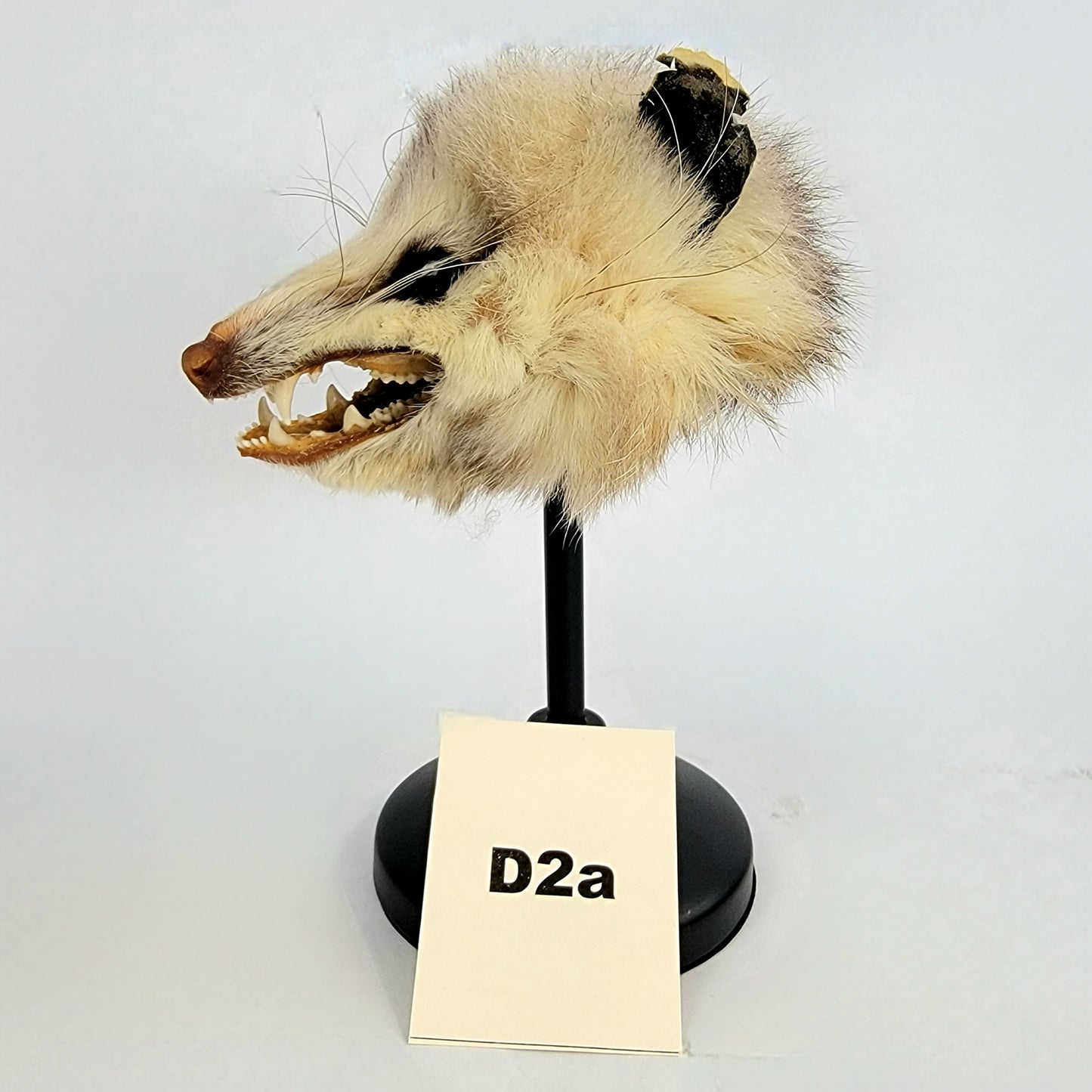 D2a Custom Anthropomorphic Opossum Doll Deposit
