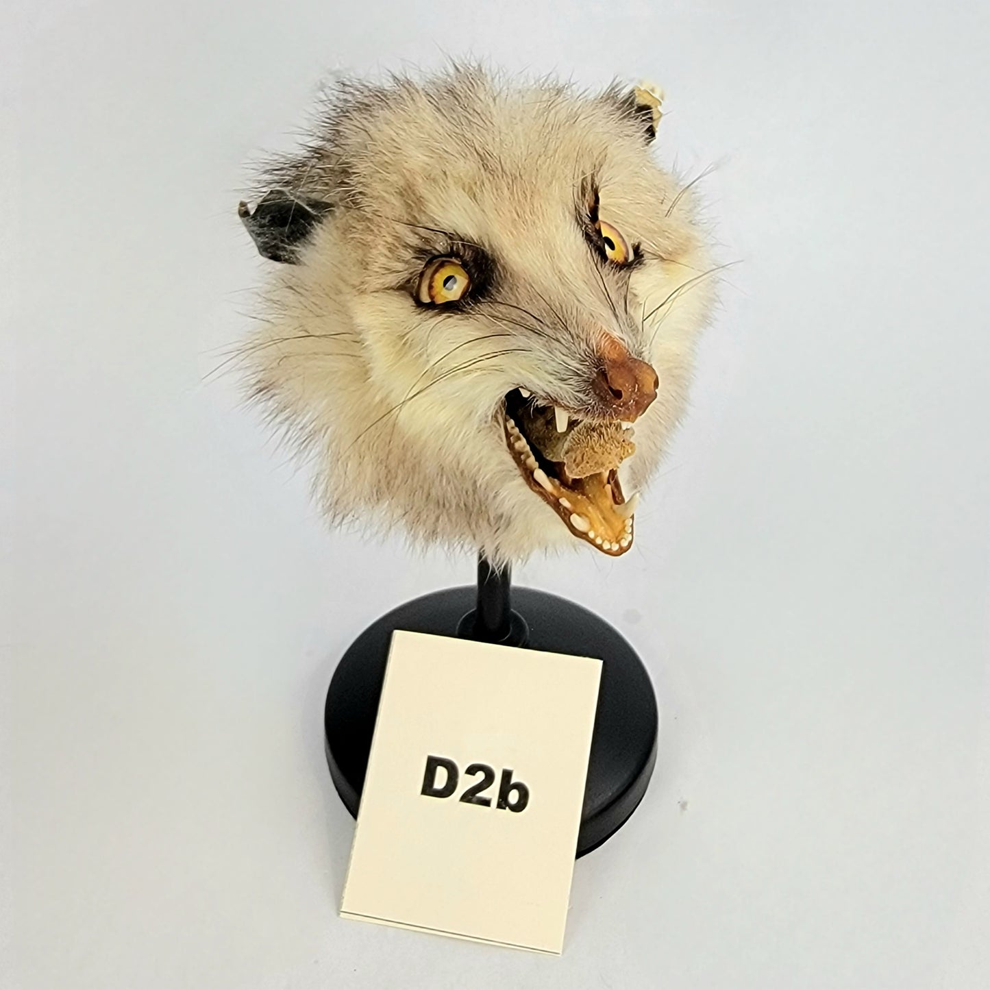 D2b Custom Anthropomorphic Opossum Doll Deposit