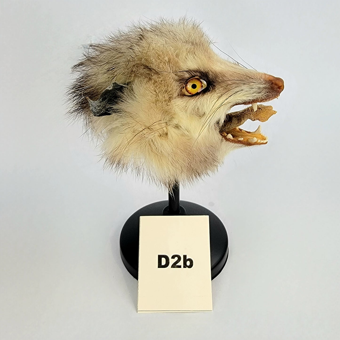 D2b Custom Anthropomorphic Opossum Doll Deposit