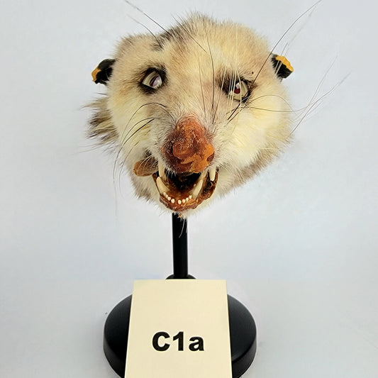 C1a Custom Anthropomorphic Opossum Doll Deposit