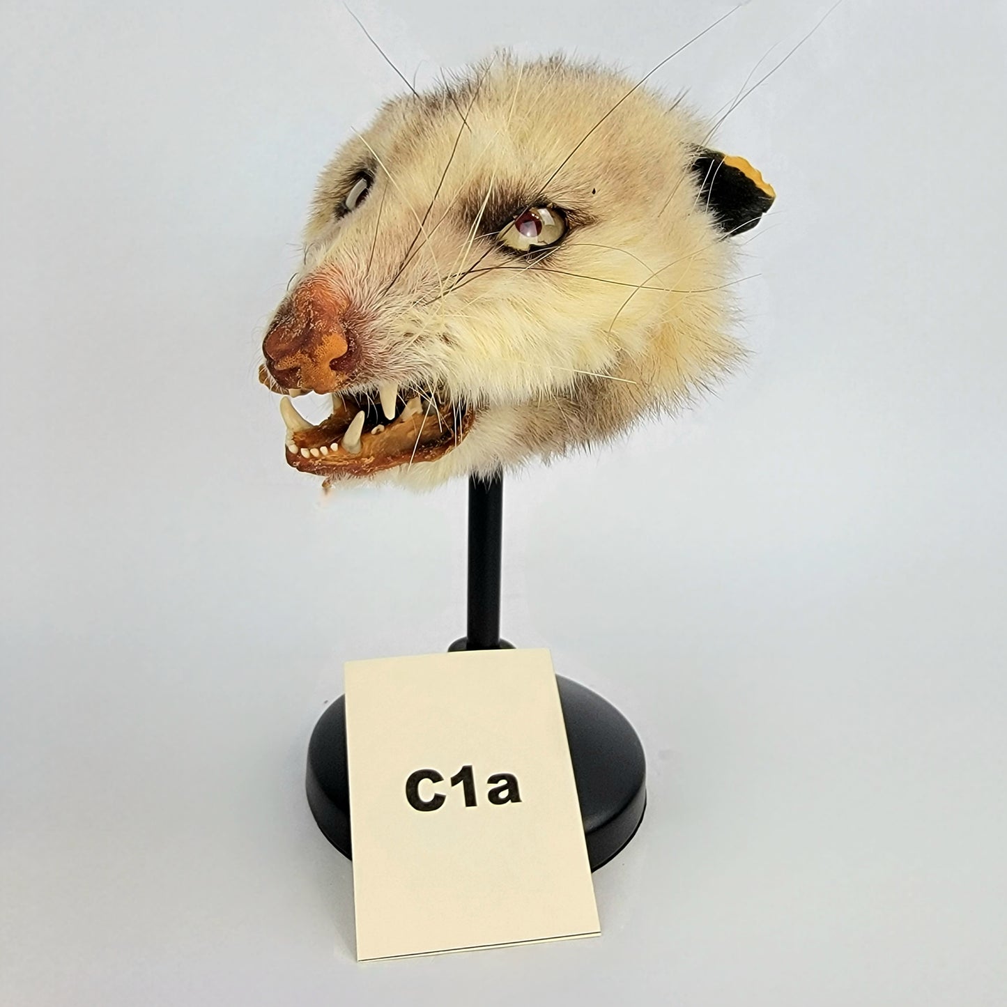 C1a Custom Anthropomorphic Opossum Doll Deposit
