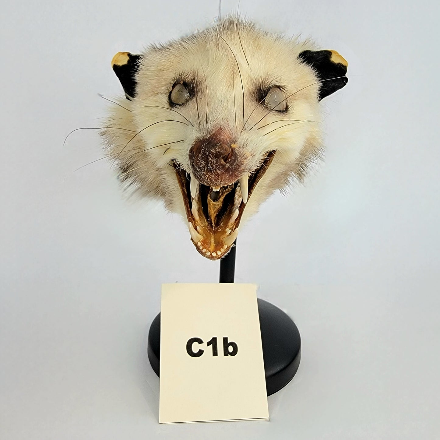 C1b Custom Anthropomorphic Opossum Doll Deposit