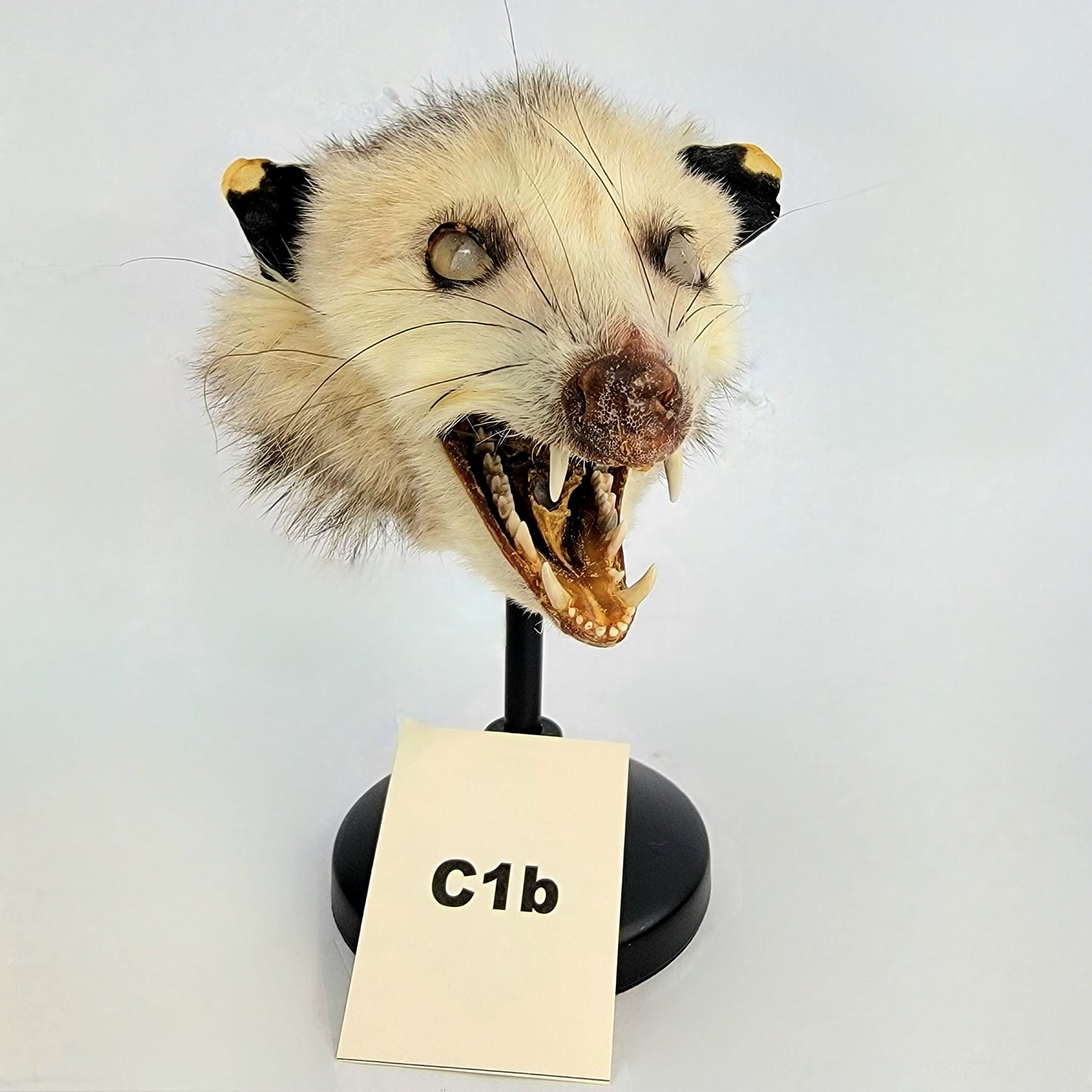 C1b Custom Anthropomorphic Opossum Doll Deposit