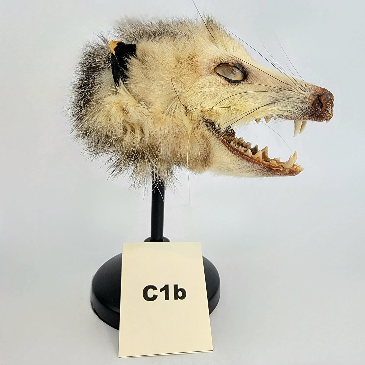 C1b Custom Anthropomorphic Opossum Doll Deposit