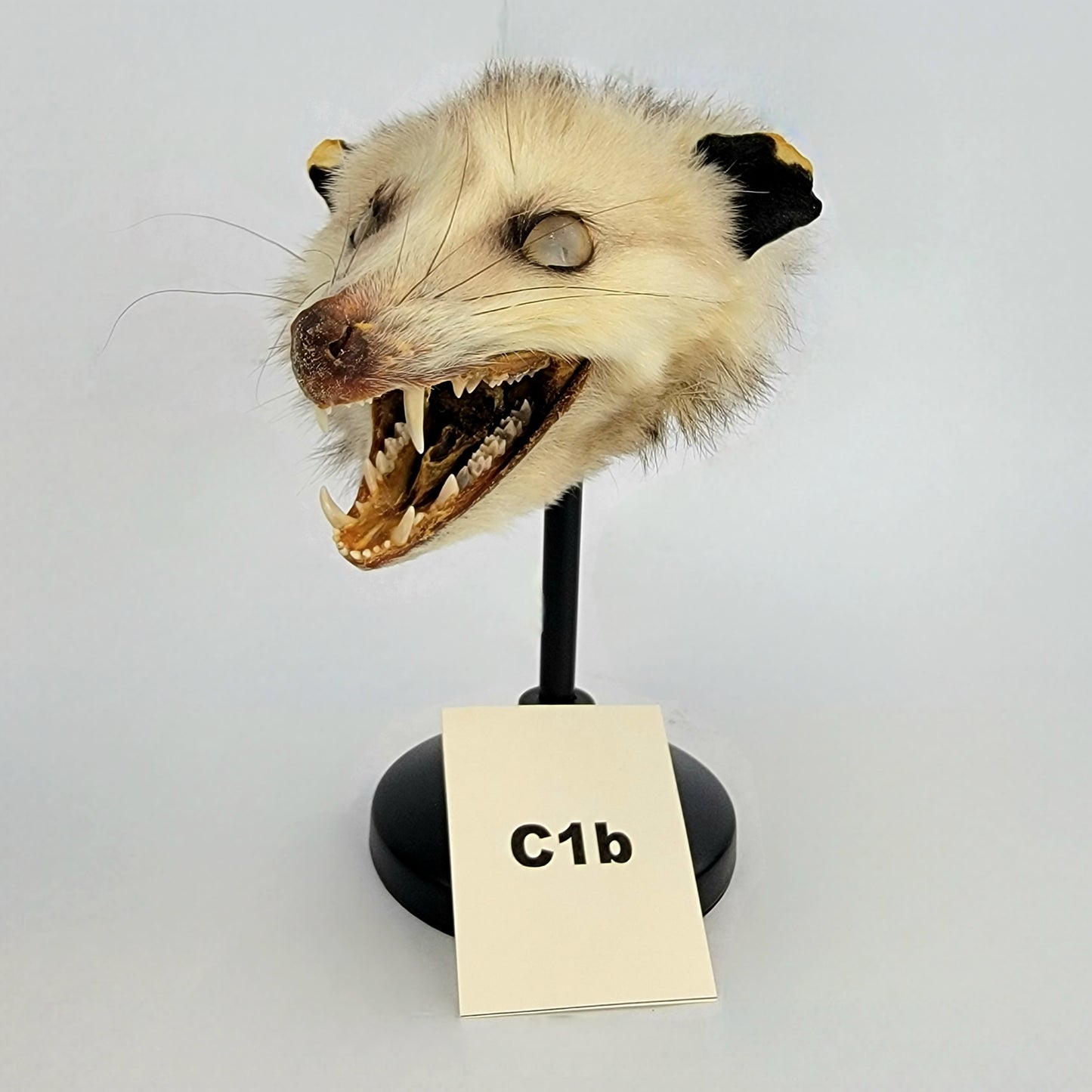 C1b Custom Anthropomorphic Opossum Doll Deposit