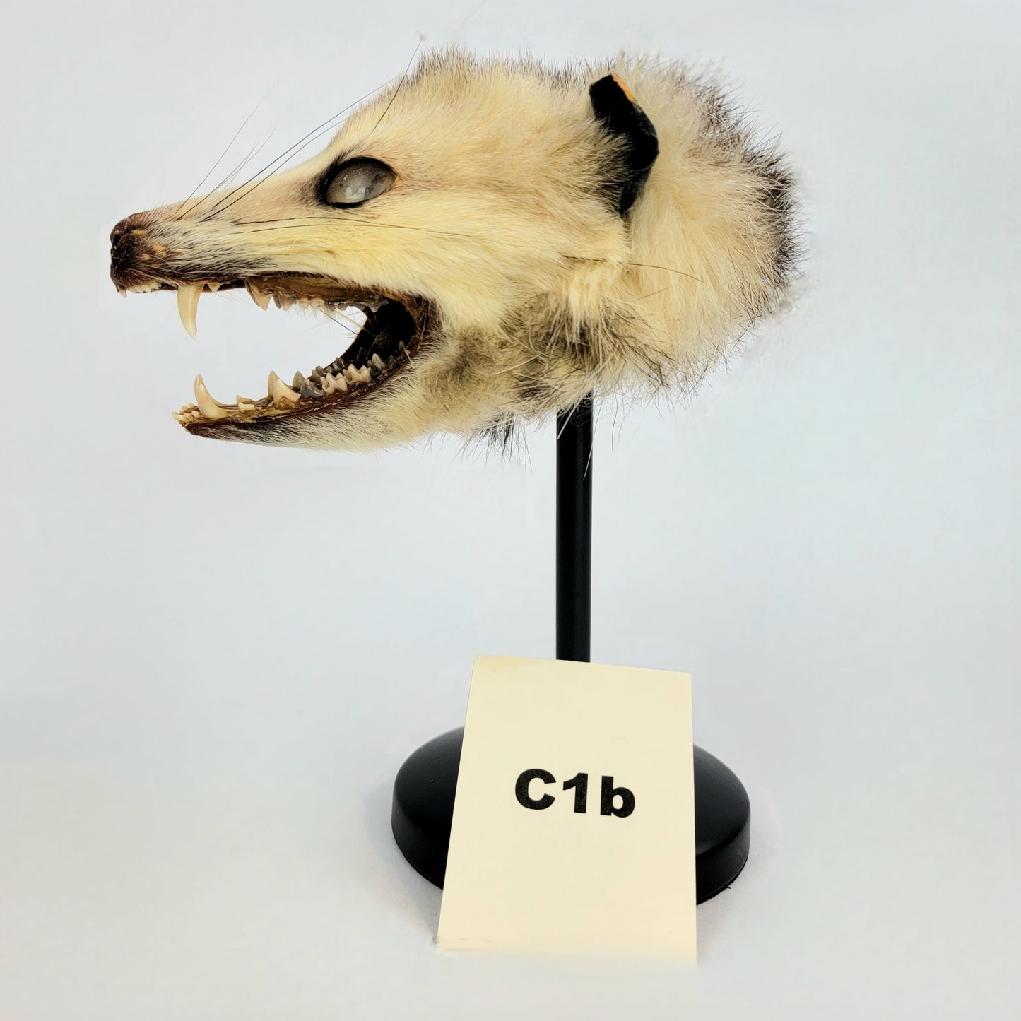 C1b Custom Anthropomorphic Opossum Doll Deposit