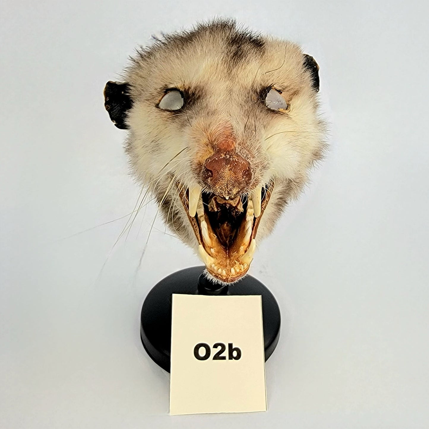 O2b Custom Anthropomorphic Opossum Doll Deposit