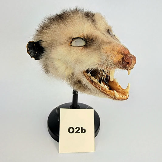 O2b Custom Anthropomorphic Opossum Doll Deposit