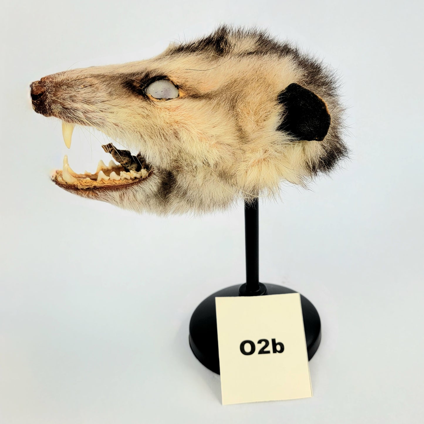 O2b Custom Anthropomorphic Opossum Doll Deposit