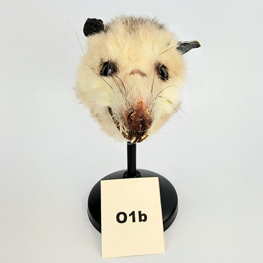 01b Custom Anthropomorphic Opossum Doll Deposit