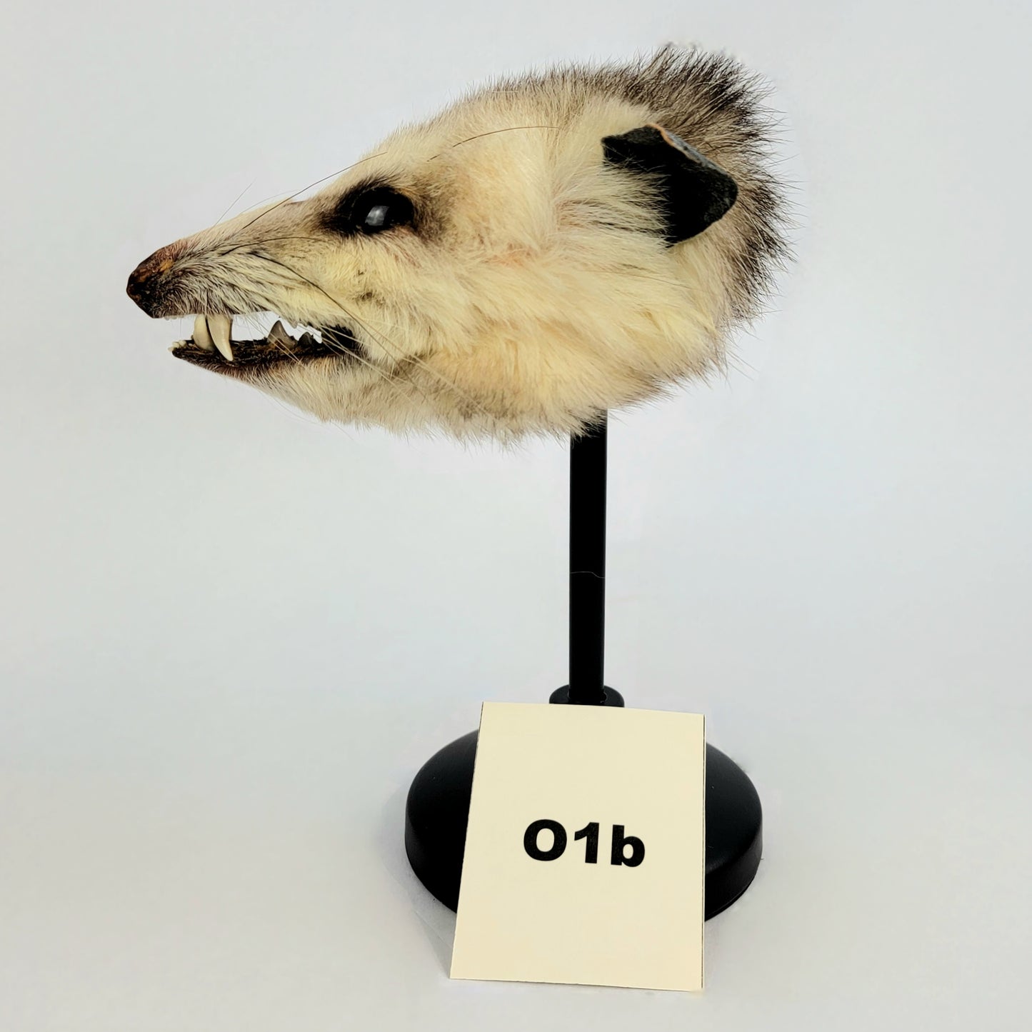 01b Custom Anthropomorphic Opossum Doll Deposit