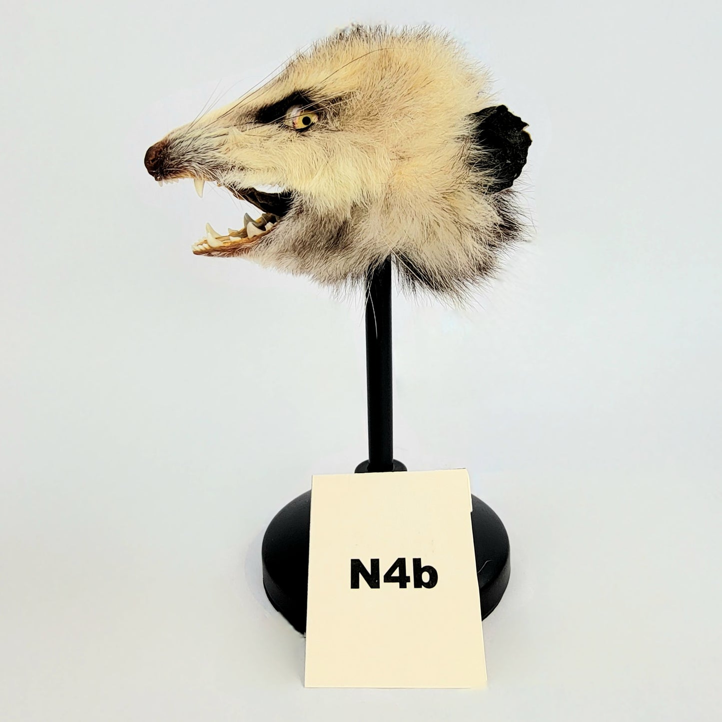 N4b Custom Anthropomorphic Opossum Doll Deposit