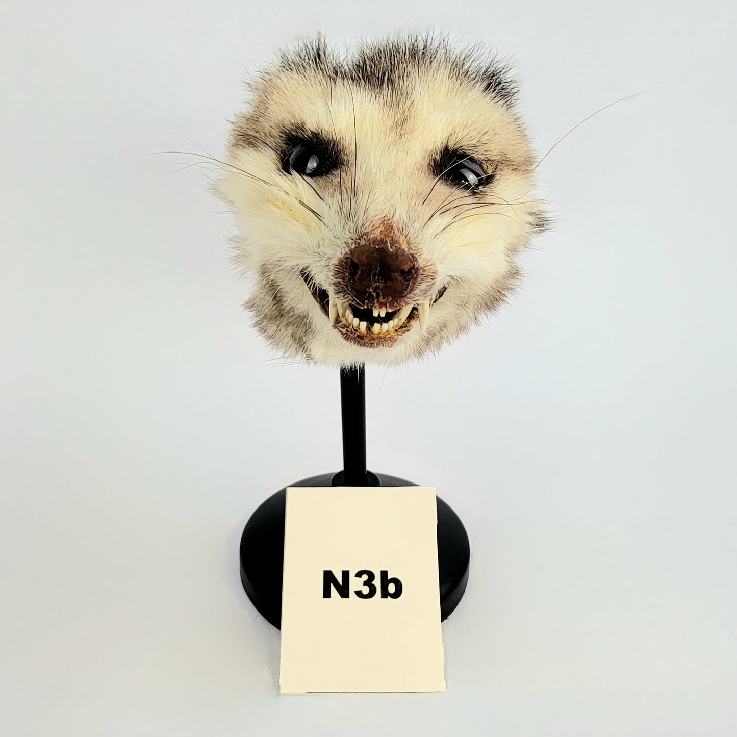 N3b Custom Anthropomorphic Opossum Doll Deposit