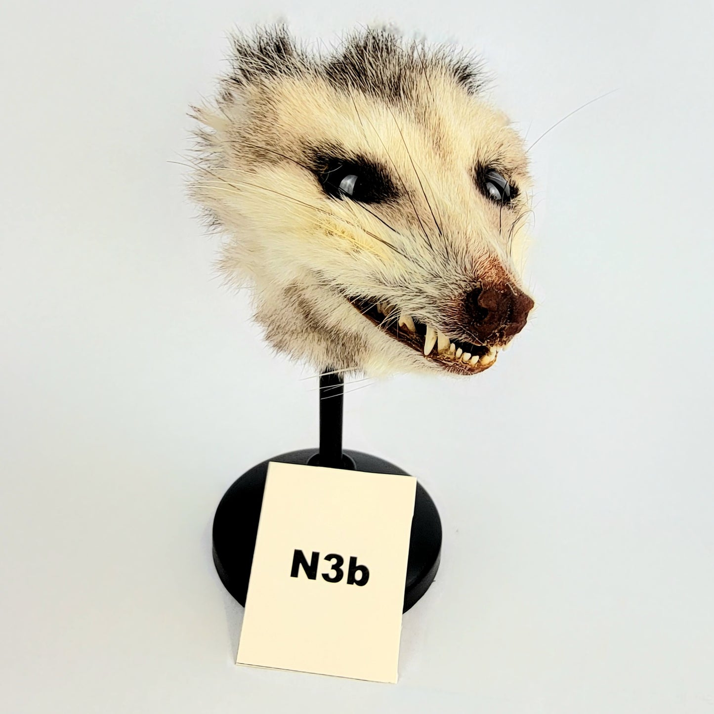 N3b Custom Anthropomorphic Opossum Doll Deposit