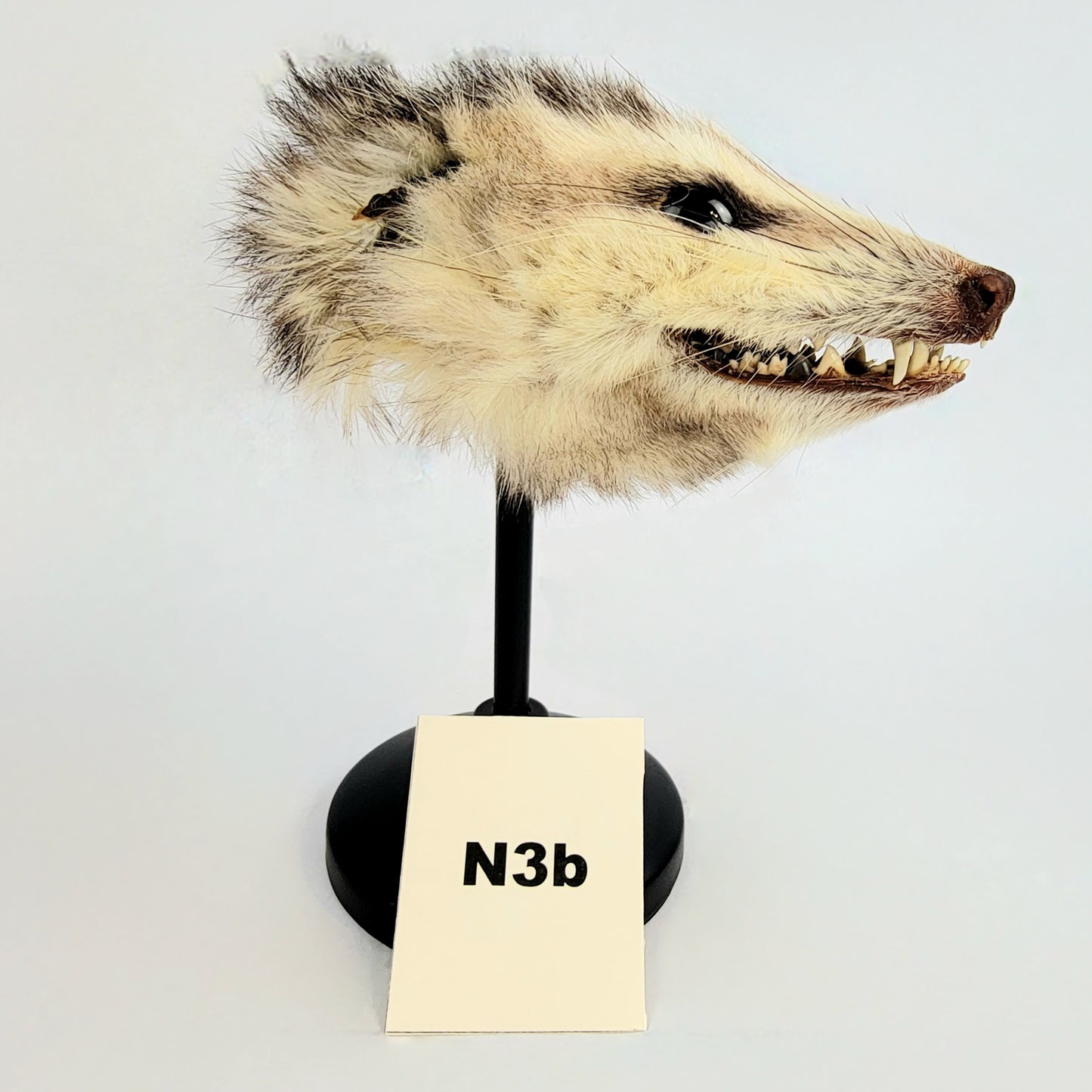 N3b Custom Anthropomorphic Opossum Doll Deposit