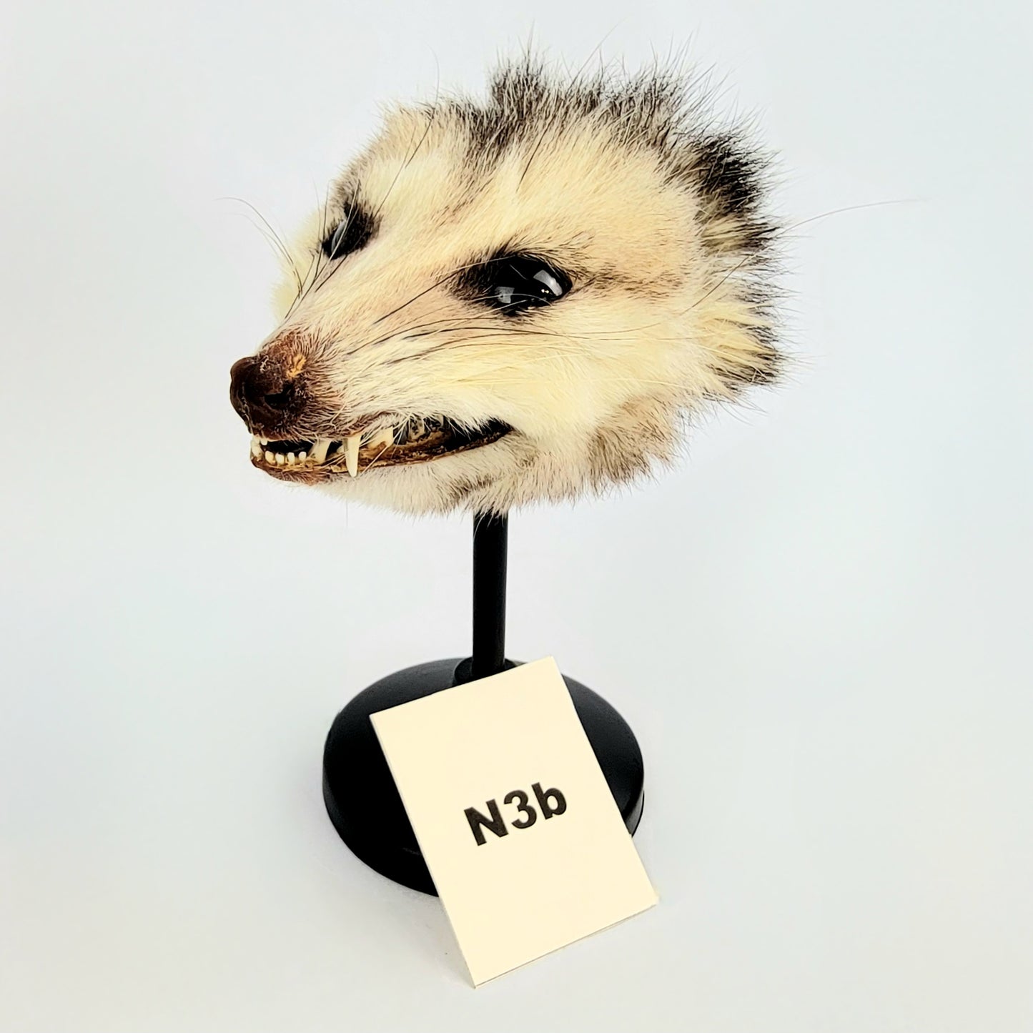 N3b Custom Anthropomorphic Opossum Doll Deposit