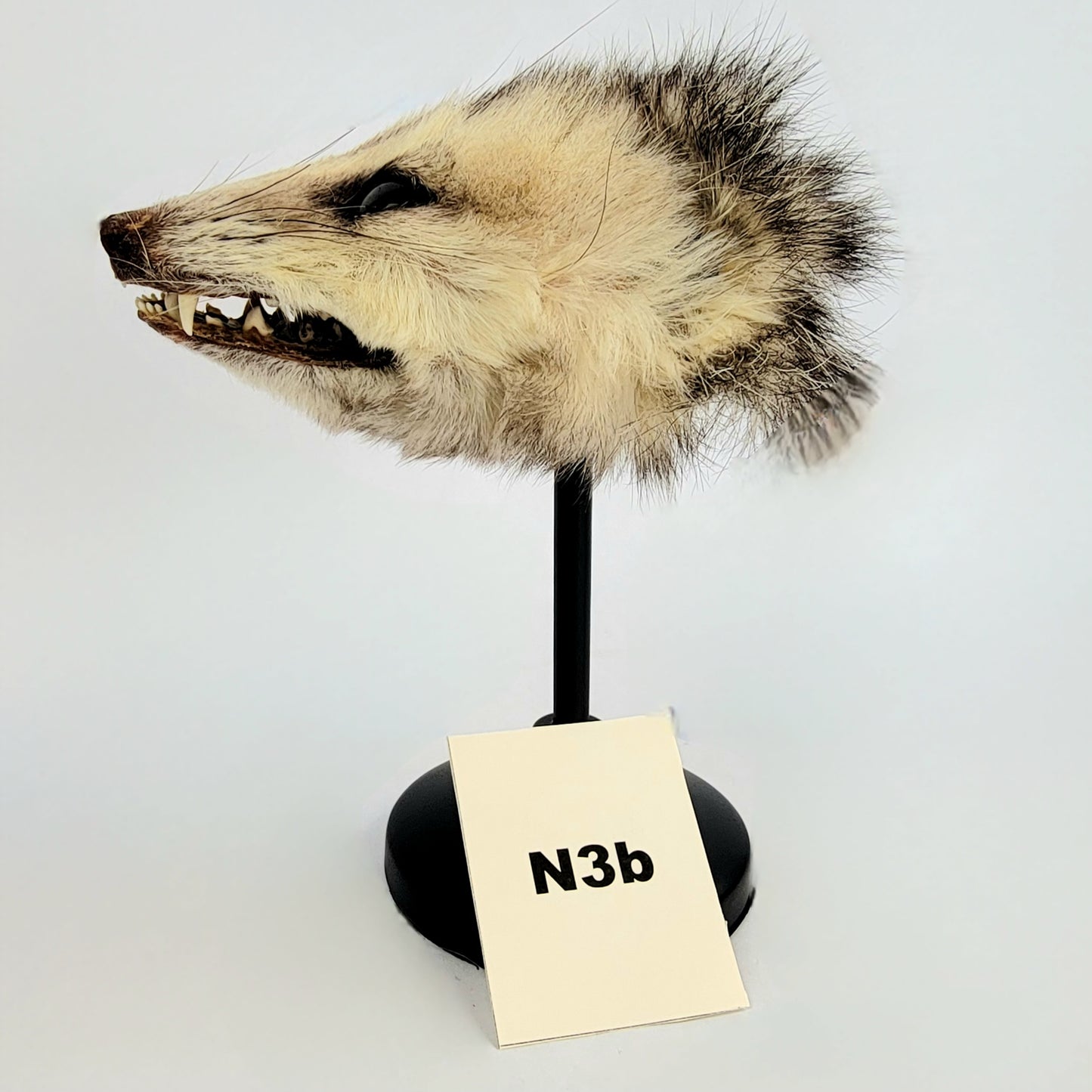 N3b Custom Anthropomorphic Opossum Doll Deposit