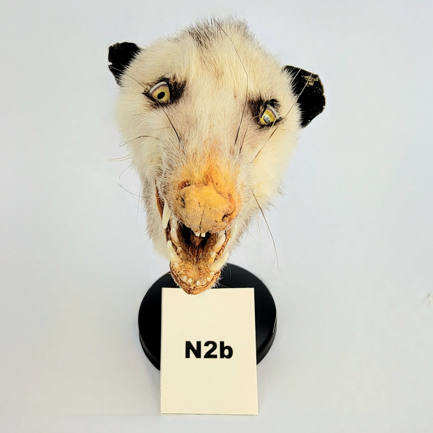 N2b Custom Anthropomorphic Opossum Doll Deposit