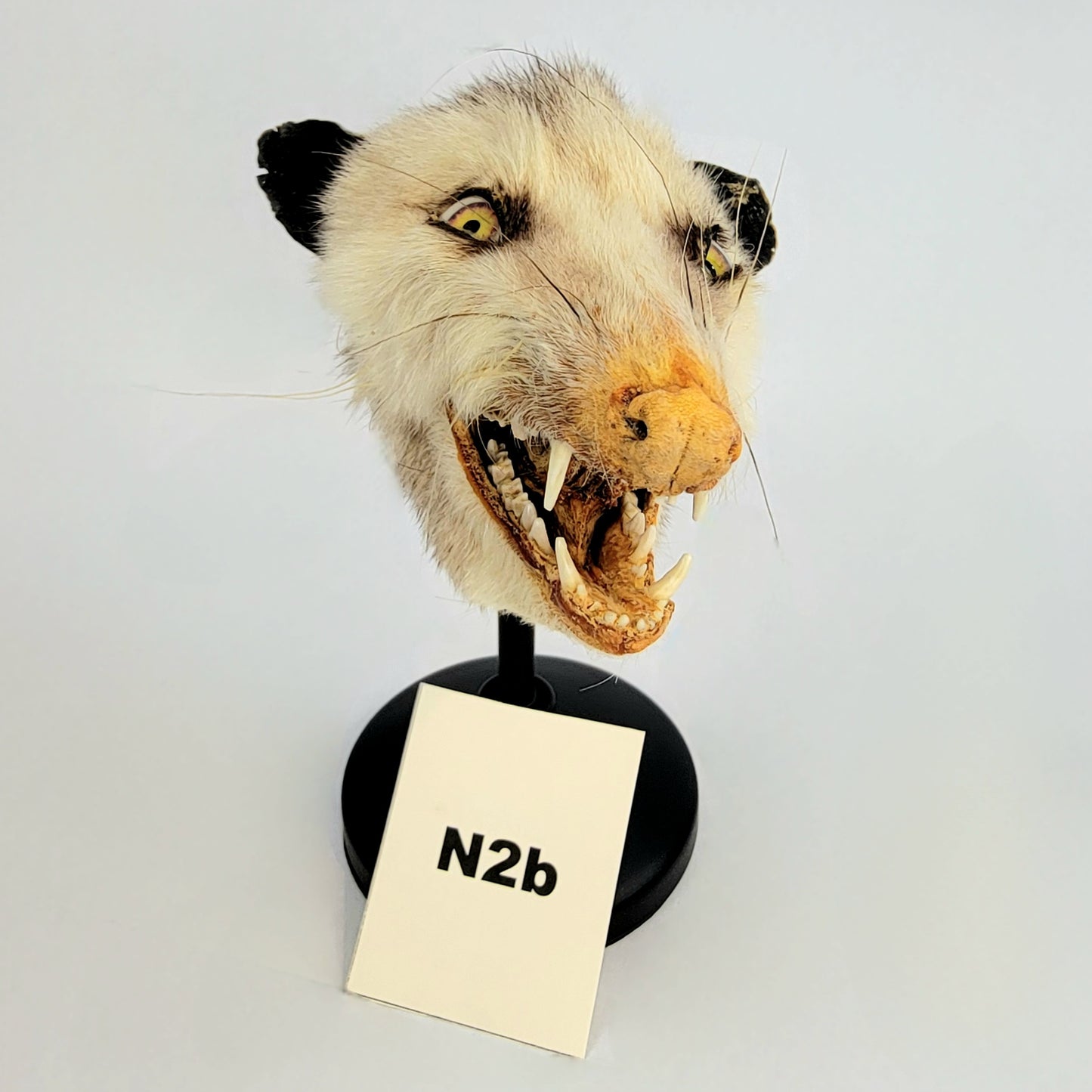 N2b Custom Anthropomorphic Opossum Doll Deposit