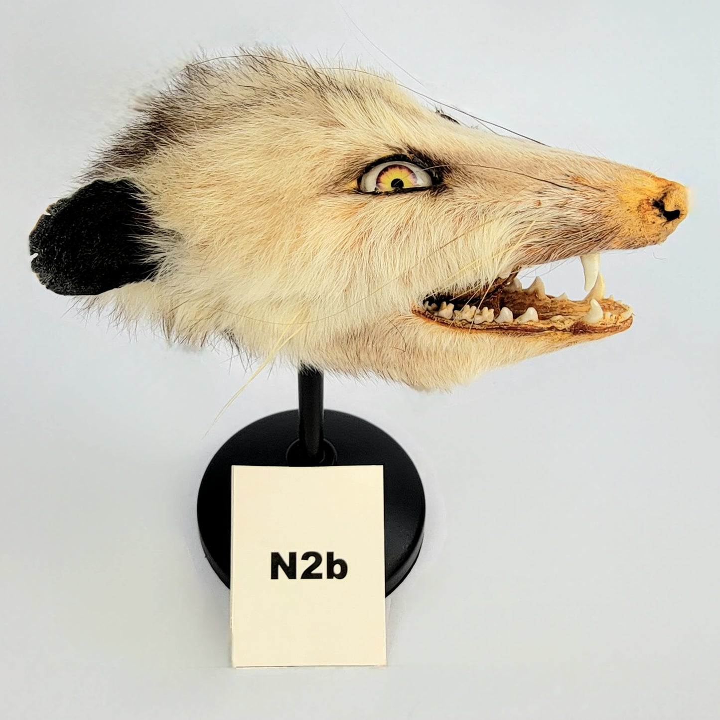 N2b Custom Anthropomorphic Opossum Doll Deposit