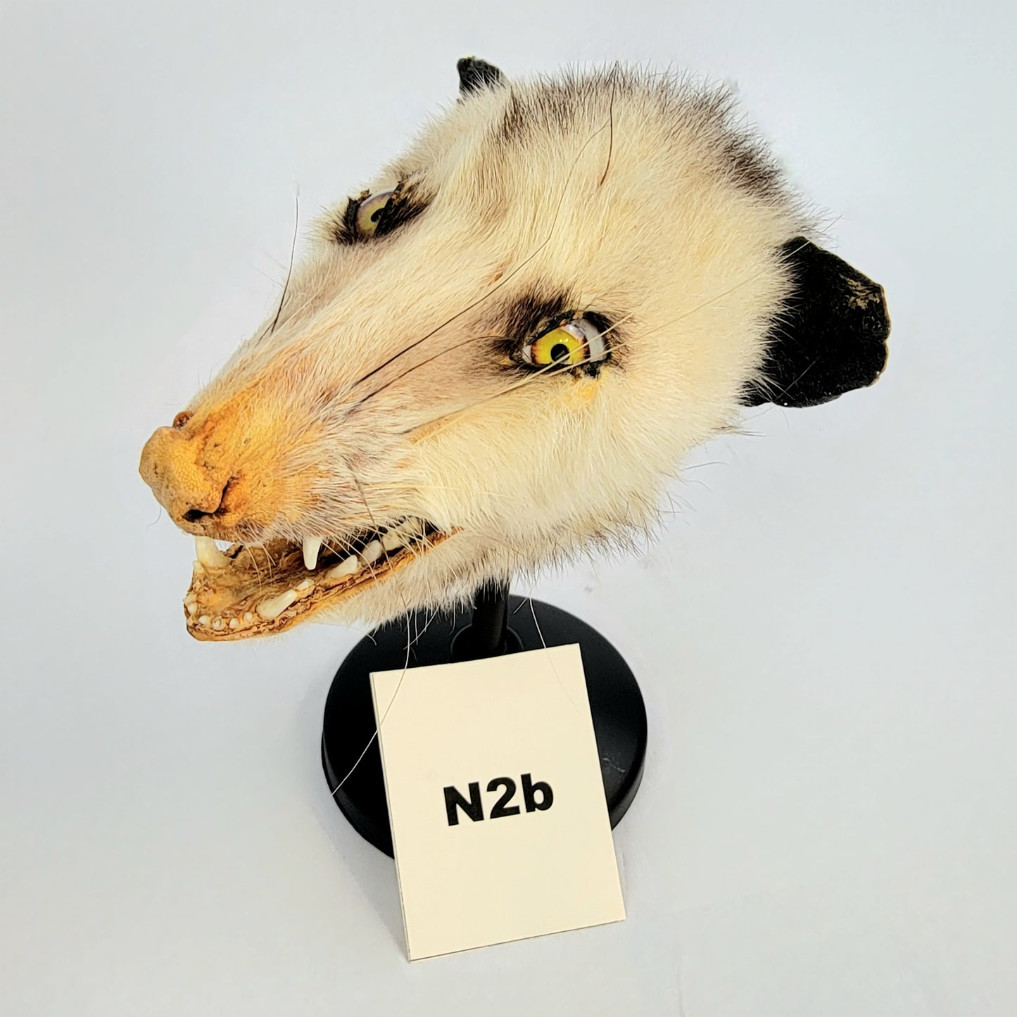 N2b Custom Anthropomorphic Opossum Doll Deposit