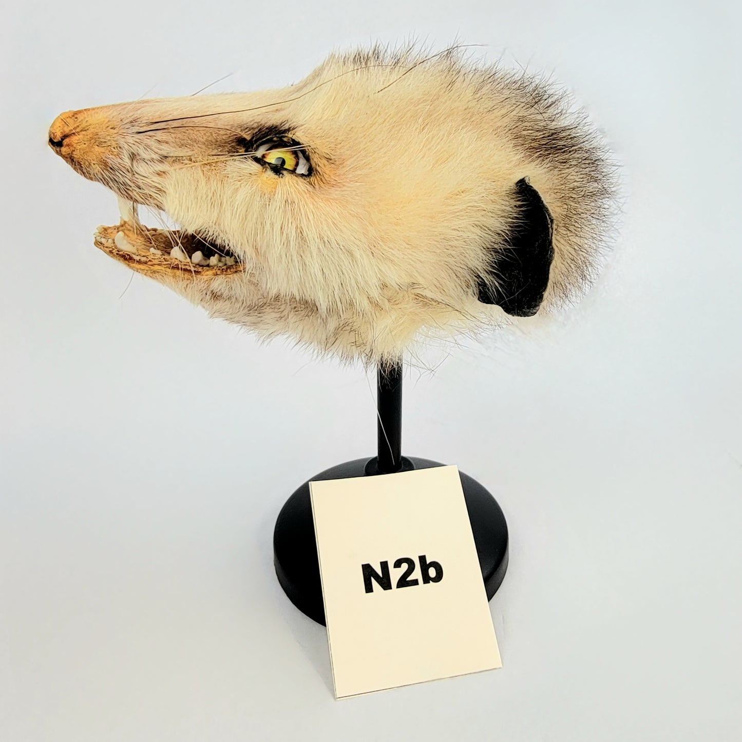 N2b Custom Anthropomorphic Opossum Doll Deposit