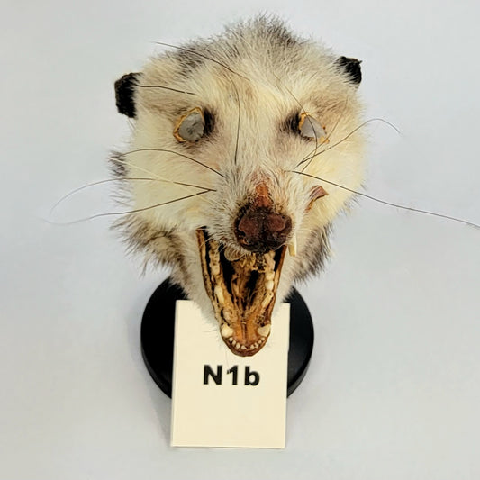 N1b Custom Anthropomorphic Opossum Doll Deposit