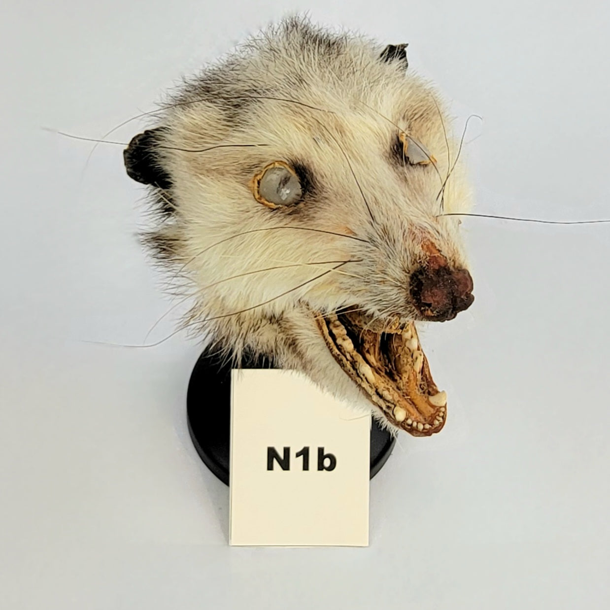 N1b Custom Anthropomorphic Opossum Doll Deposit