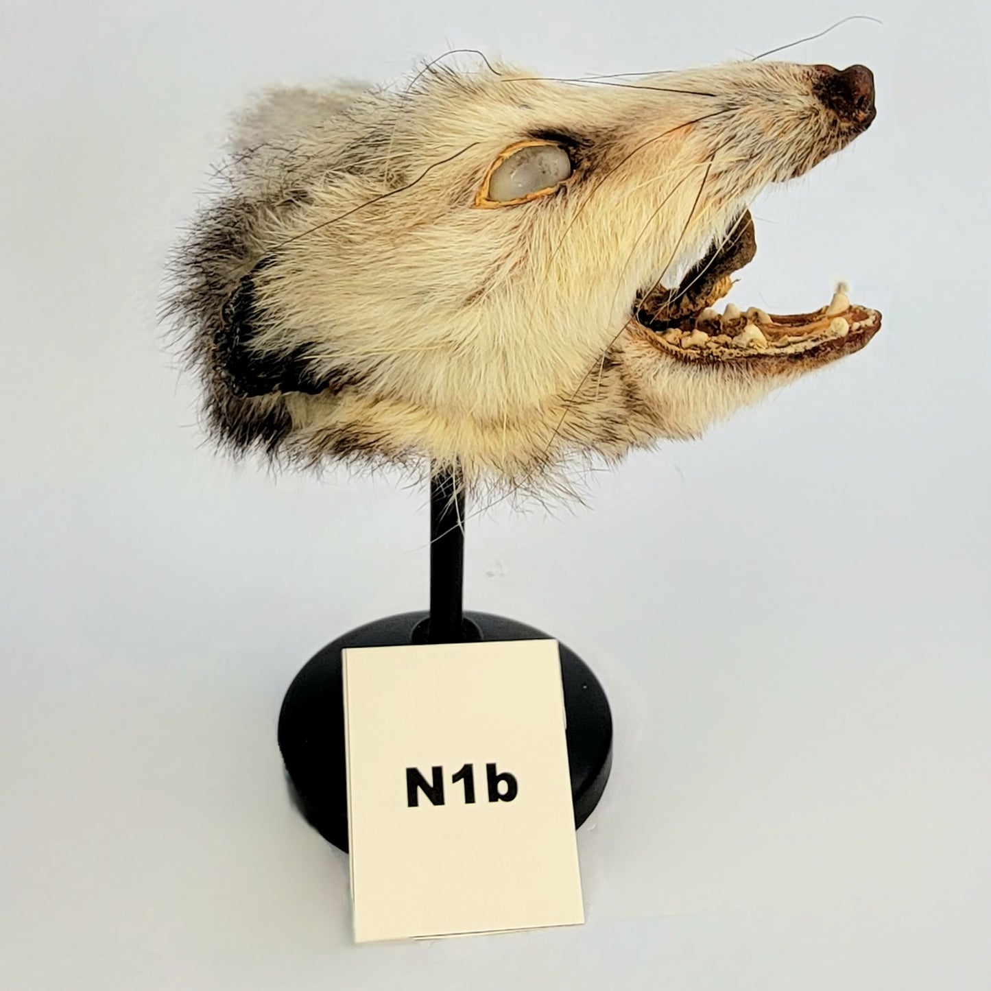 N1b Custom Anthropomorphic Opossum Doll Deposit