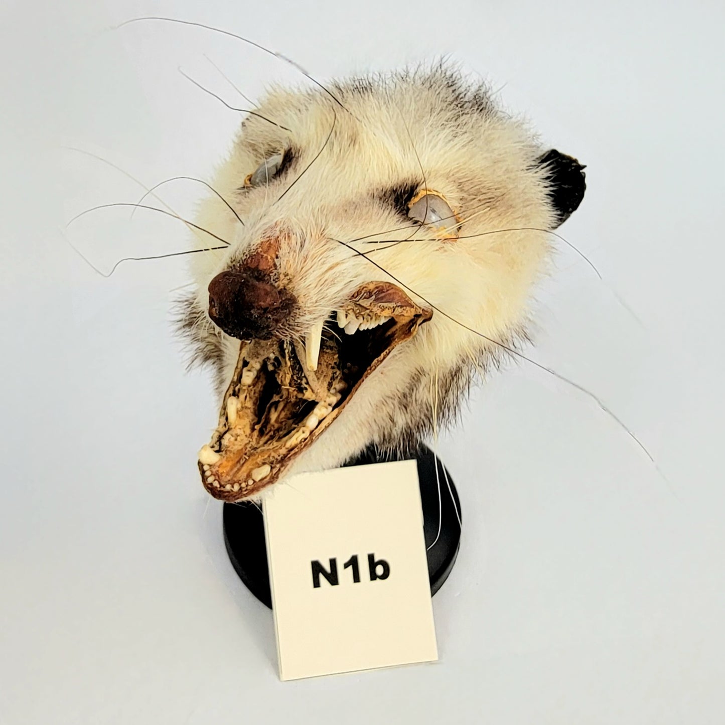 N1b Custom Anthropomorphic Opossum Doll Deposit