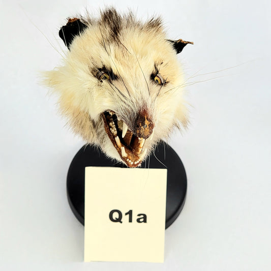 Q1b Custom Anthropomorphic Opossum Doll Deposit