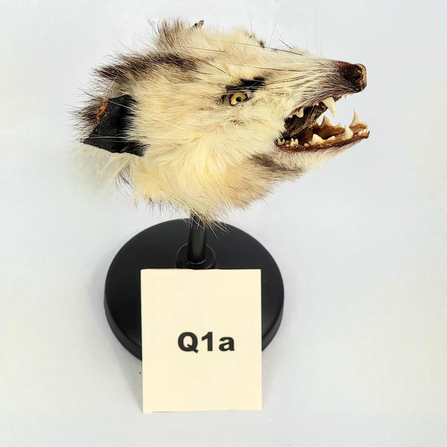 Q1b Custom Anthropomorphic Opossum Doll Deposit