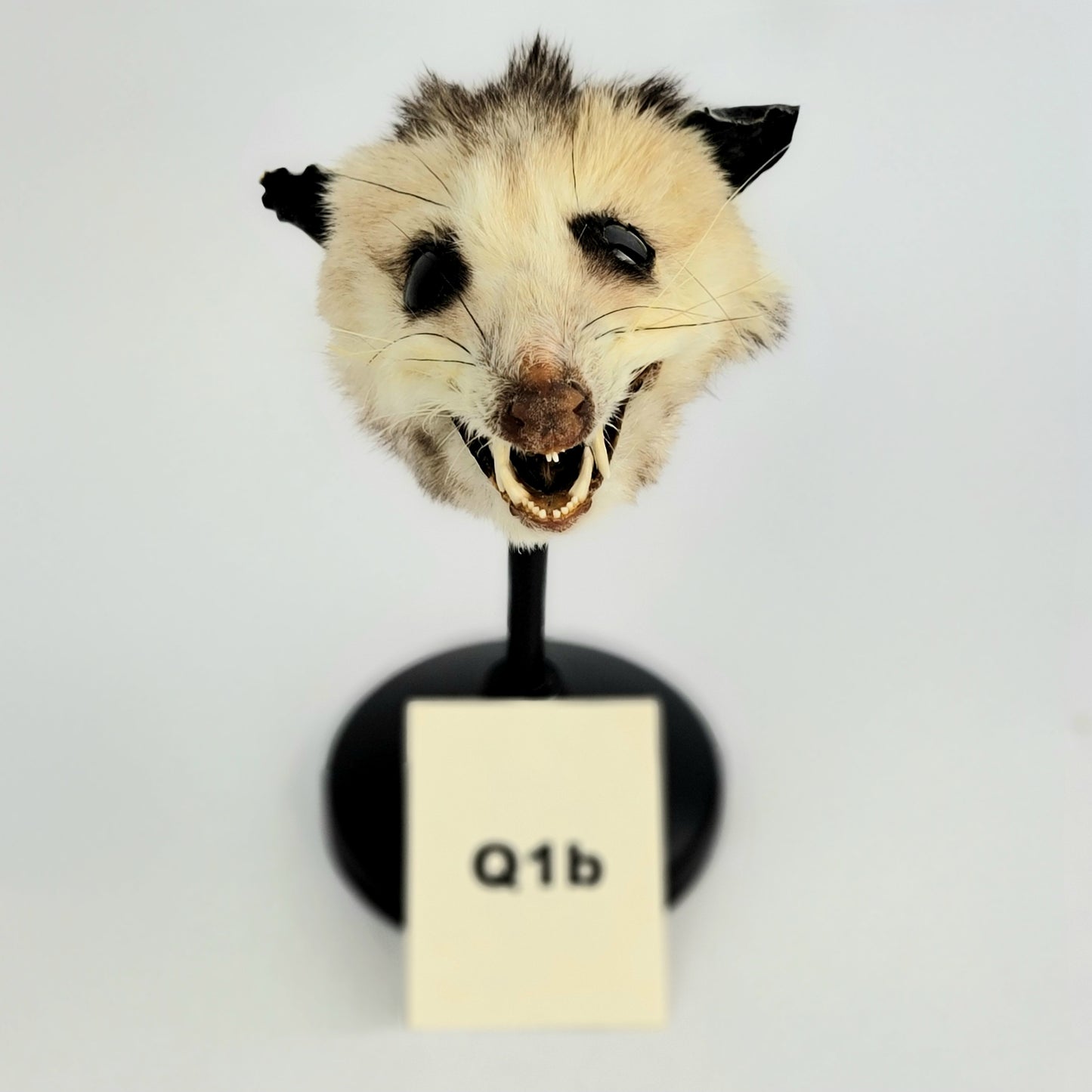 Q1b Custom Anthropomorphic Opossum Doll Deposit