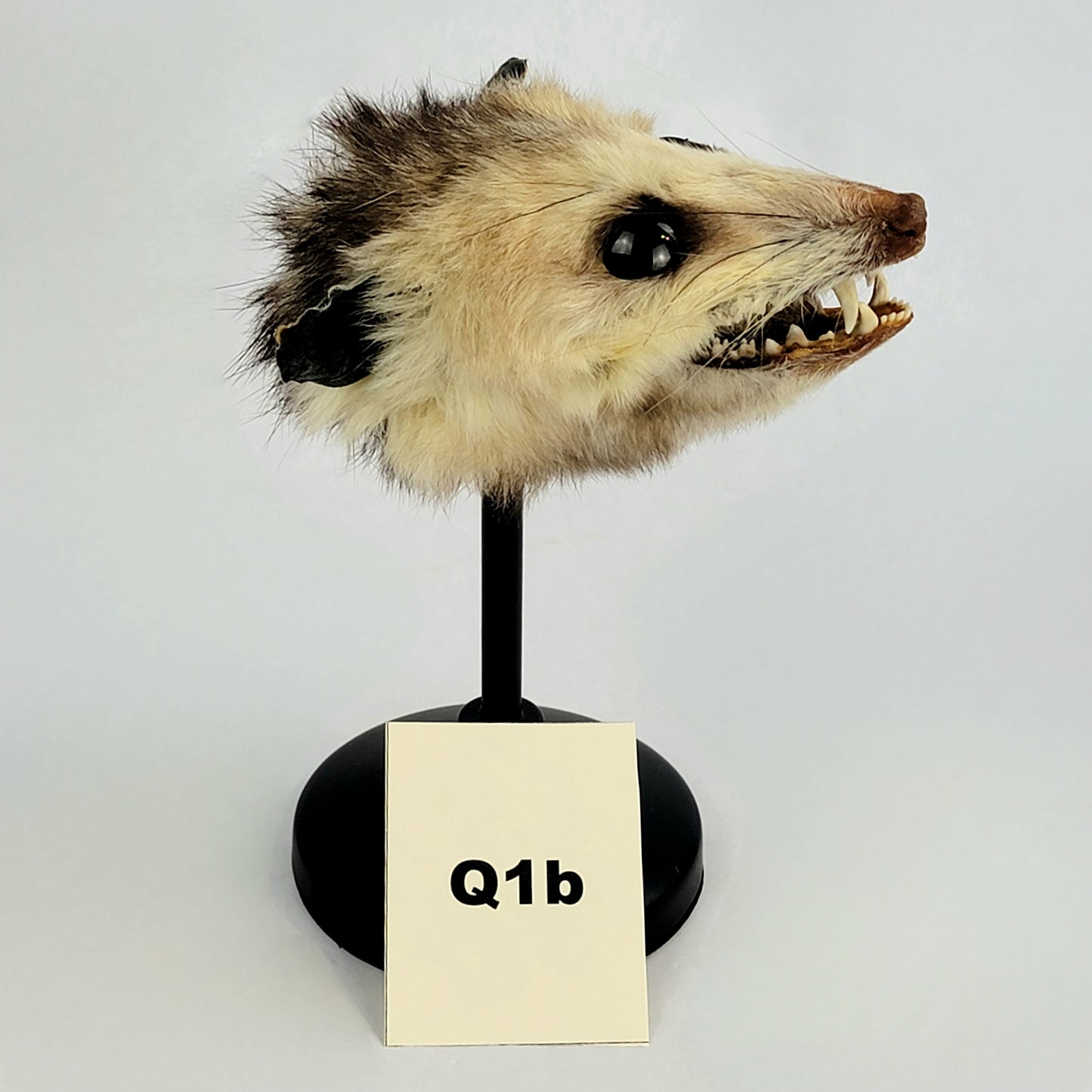 Q1b Custom Anthropomorphic Opossum Doll Deposit