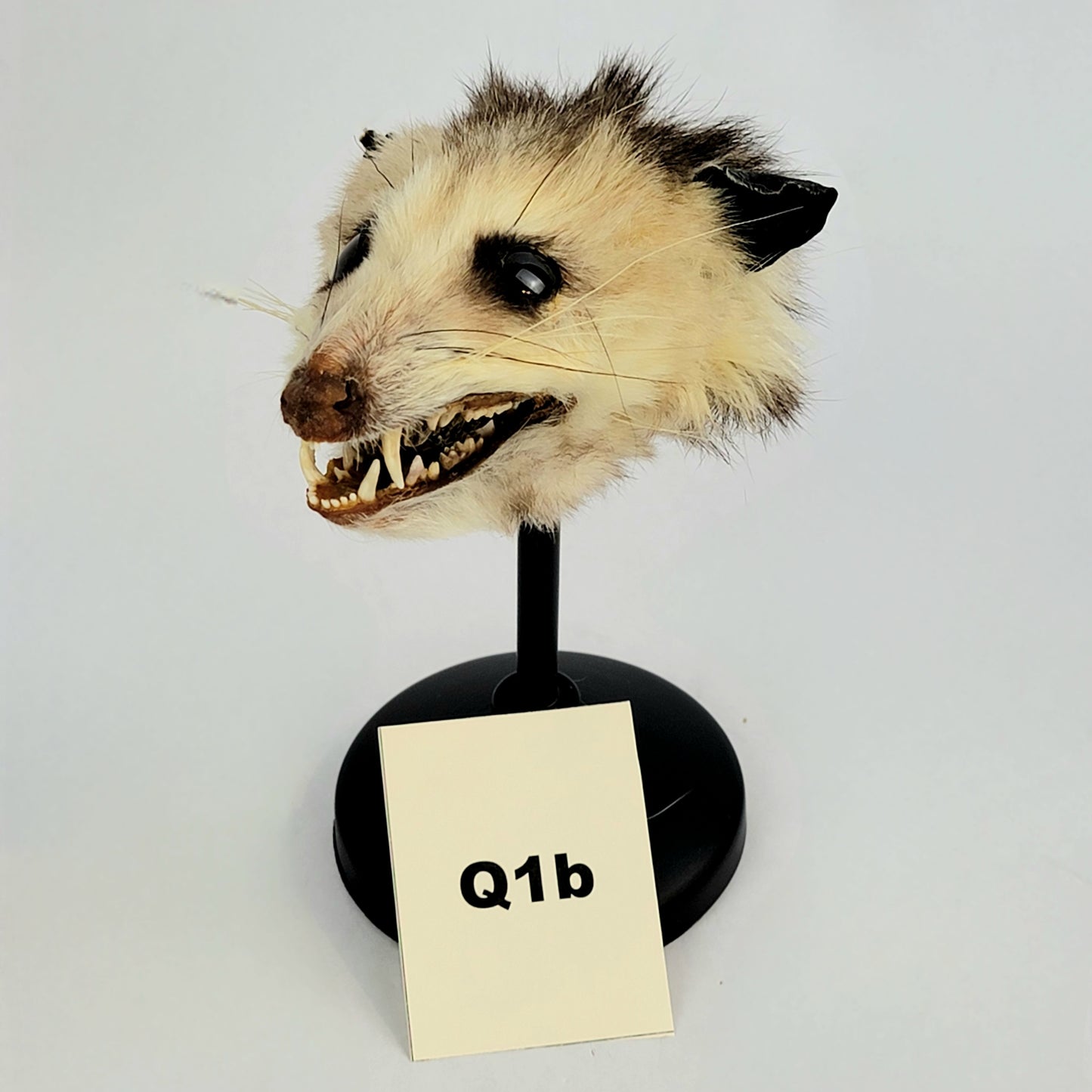 Q1b Custom Anthropomorphic Opossum Doll Deposit