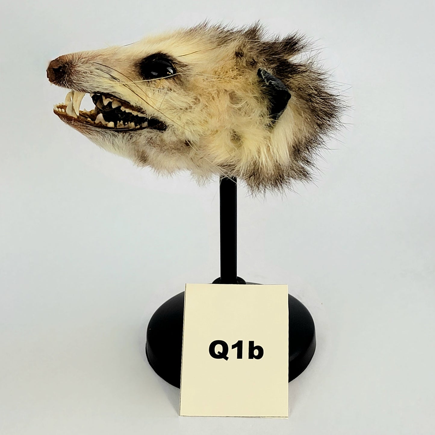Q1b Custom Anthropomorphic Opossum Doll Deposit