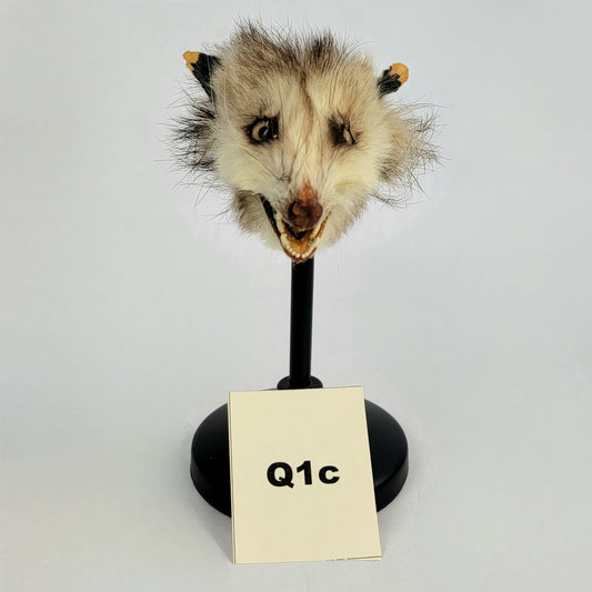 Q1c Custom Anthropomorphic Opossum Doll Deposit