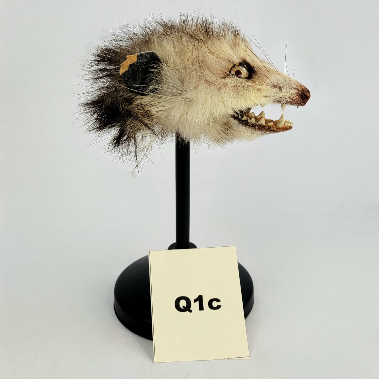 Q1c Custom Anthropomorphic Opossum Doll Deposit