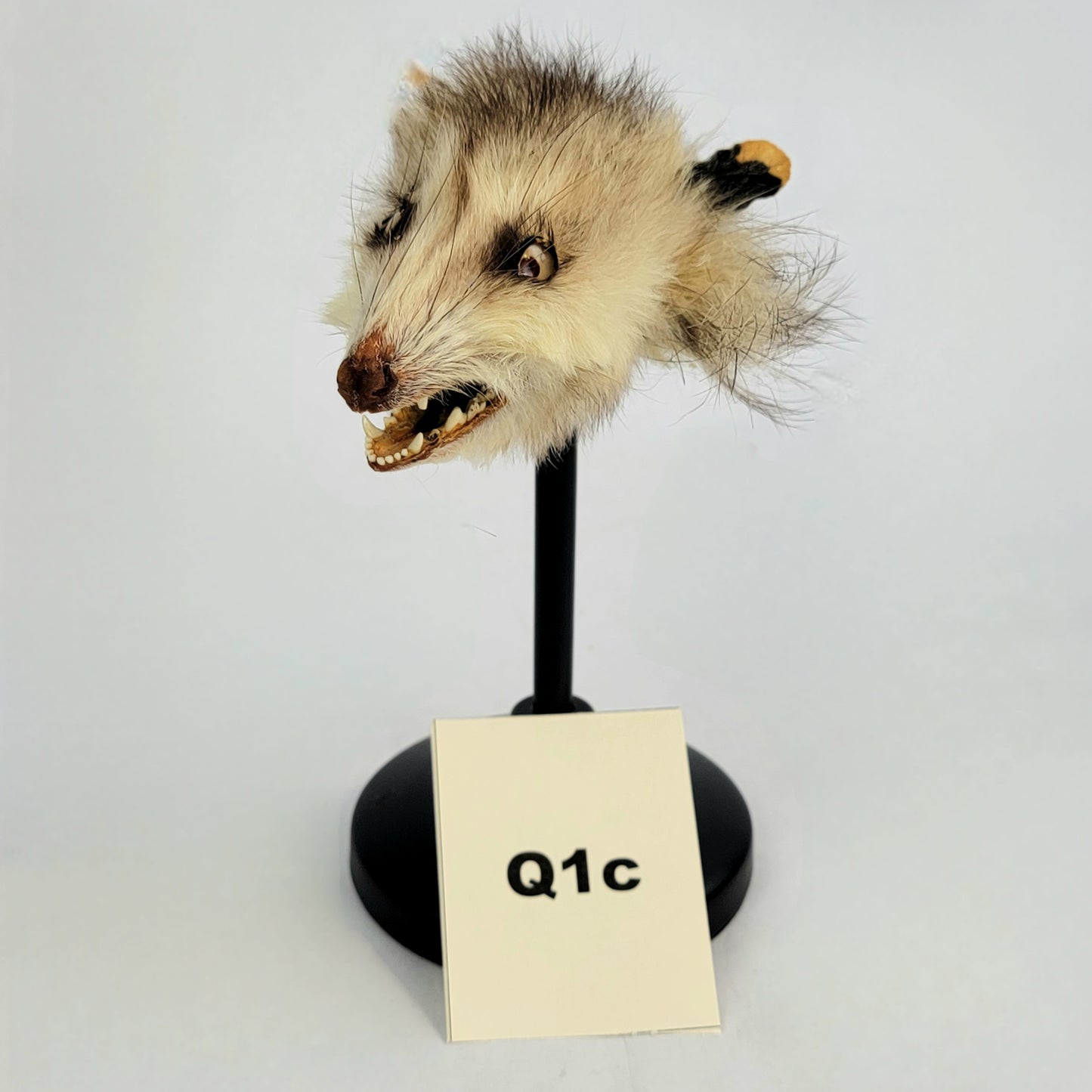 Q1c Custom Anthropomorphic Opossum Doll Deposit