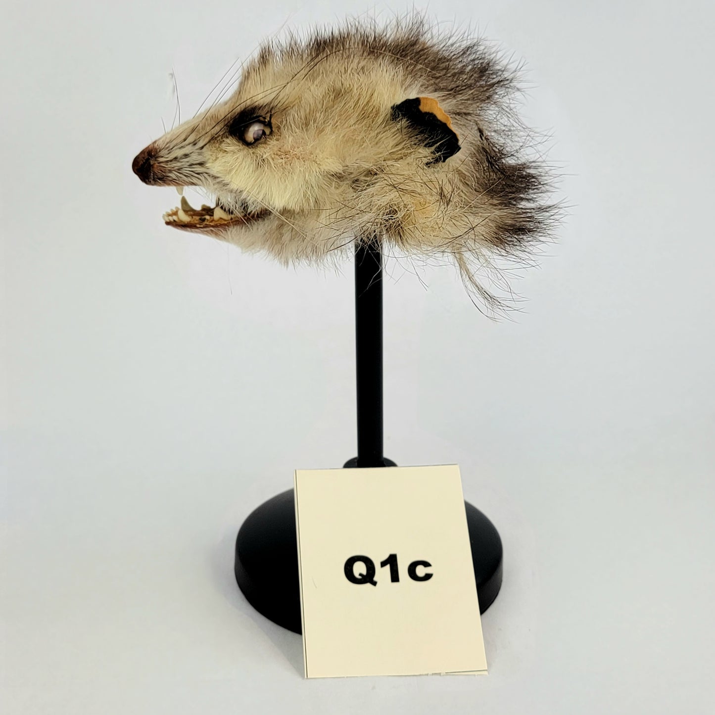 Q1c Custom Anthropomorphic Opossum Doll Deposit