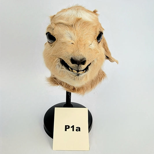 Custom Anthropomorphic Goat Doll Deposit