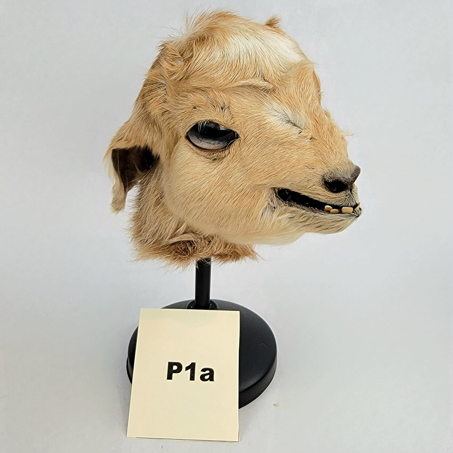 Custom Anthropomorphic Goat Doll Deposit