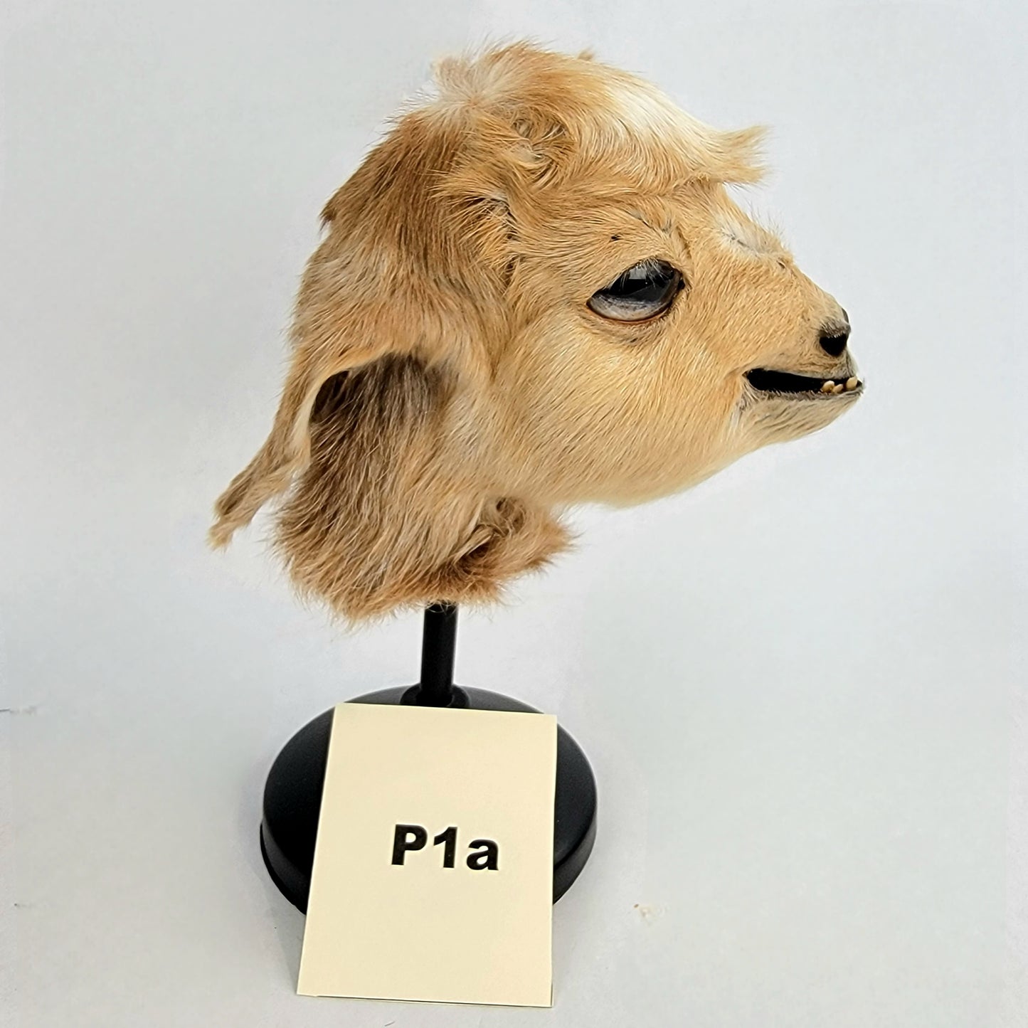 Custom Anthropomorphic Goat Doll Deposit
