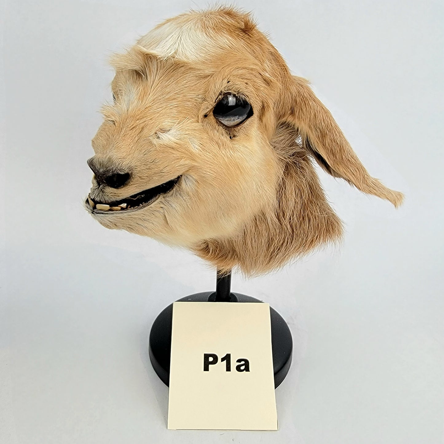 Custom Anthropomorphic Goat Doll Deposit