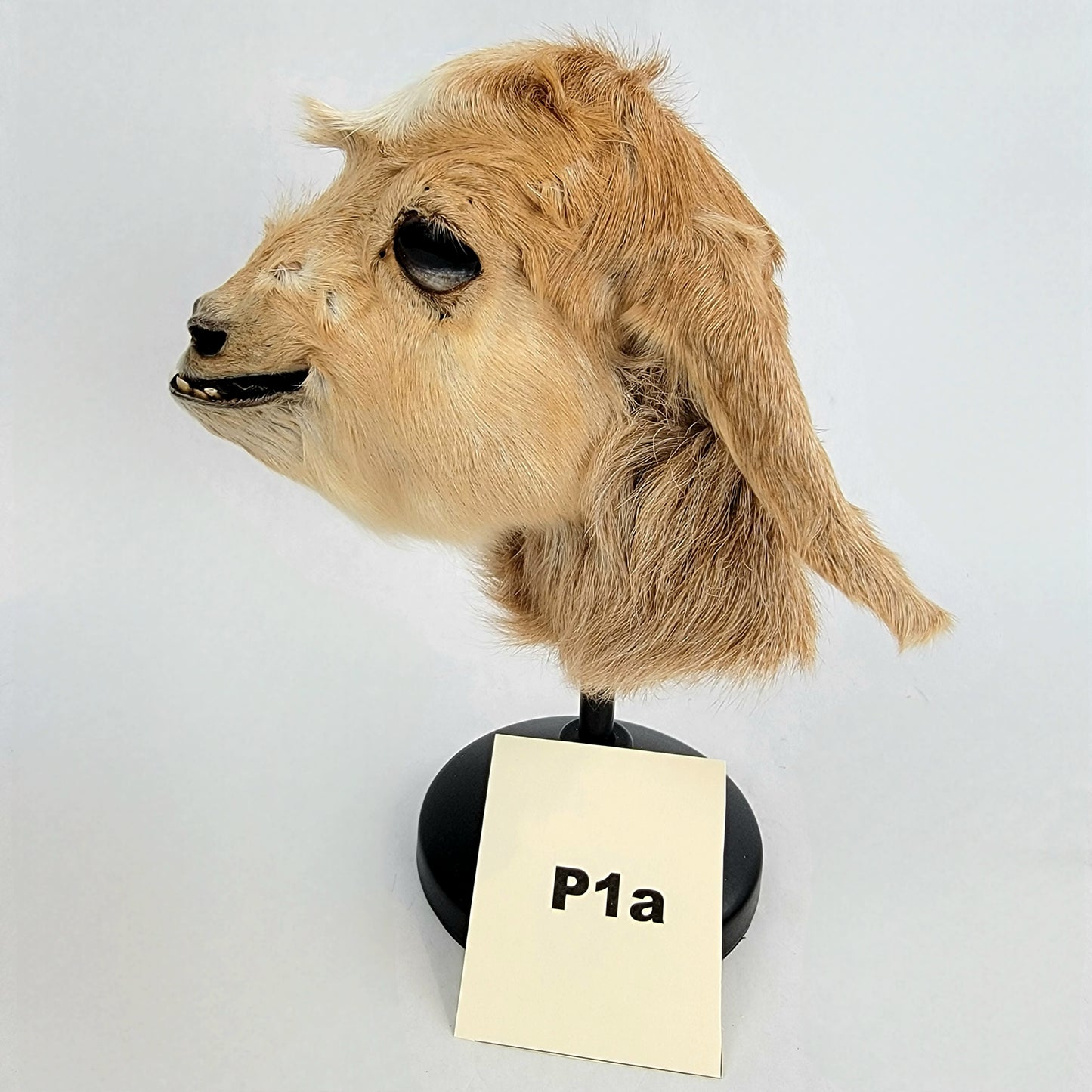 Custom Anthropomorphic Goat Doll Deposit